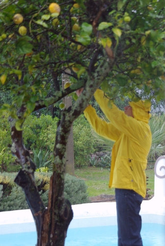 picking lemons