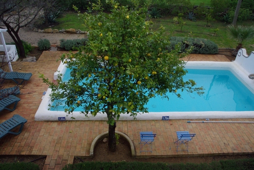 zwembad met citroenboom