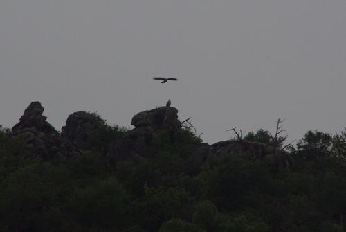 snake eagles