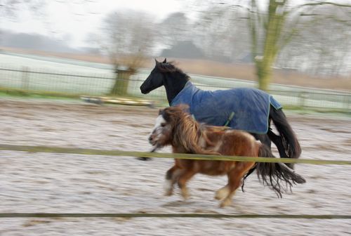paard en pony