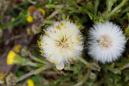 paardenbloem